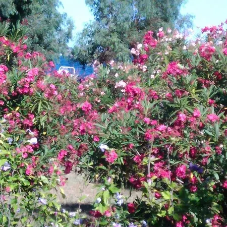 Holiday home Les Eucalyptus Bord De Mer Porto-vecchio Porto-Vecchio (Corsica)